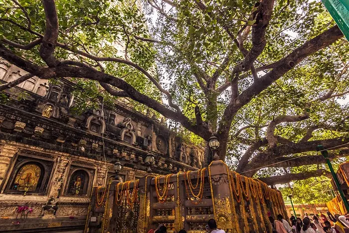 Cây bồ đề thiêng