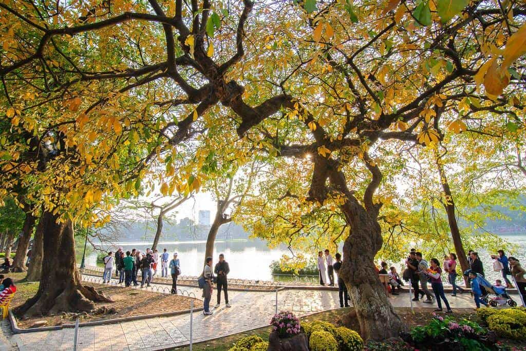 Autumn leaves falling along Hoan Kiem Lake Hanoi in autumn