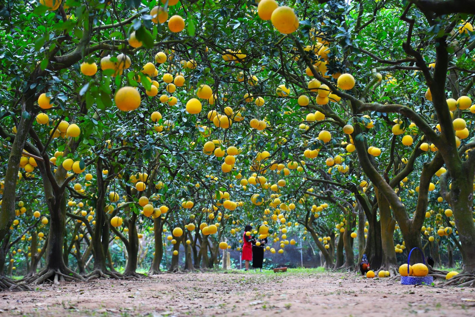 Đặc sản Hà Nội - Bưởi Diễn (Nguồn: tienphong)